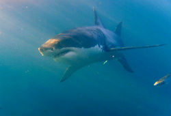 В Новой Зеландии акула загрызла туриста