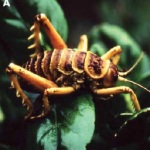 http://novzelandiya.ru/img/pages/Гигантские насекомые Новой Зеландии