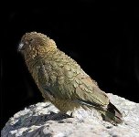 http://novzelandiya.ru/img/pages/Кеа  — птица семейства попугаевых