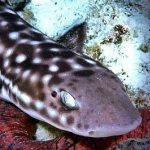 http://novzelandiya.ru/img/pages/Австралийская пятнистая кошачья акула