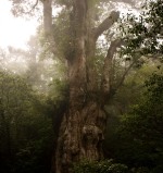 http://novzelandiya.ru/img/pages/Каури – самое древнее дерево