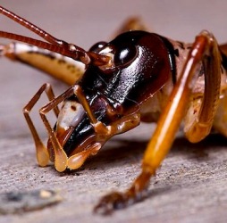 http://novzelandiya.ru/img/pages/Самое большое насекомое в мире – гигантская вета