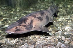http://novzelandiya.ru/img/pages/Киты и акулы Новой Зеландии